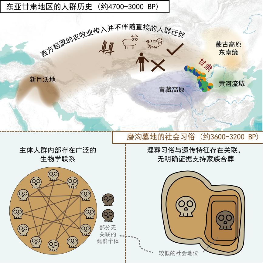 古基因组研究揭示麦作农业和青铜器传入“真相”