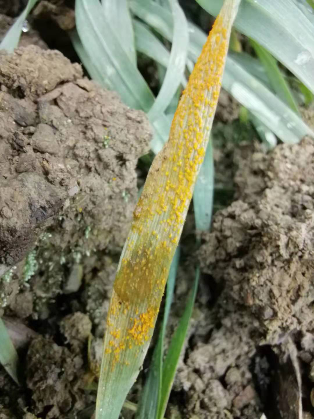 夺小麦丰收，达川区植保植检站在行动(图3)