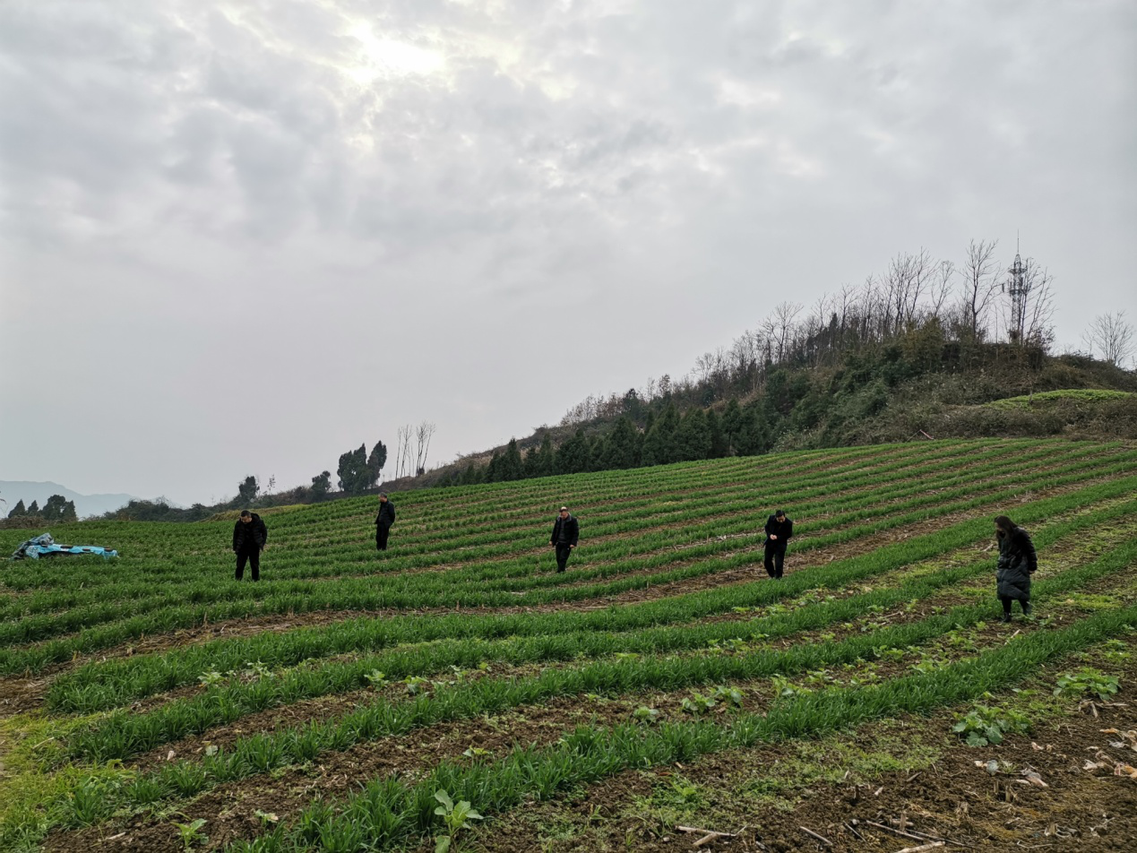 ​夺小麦丰收，达川区植保植检站在行动