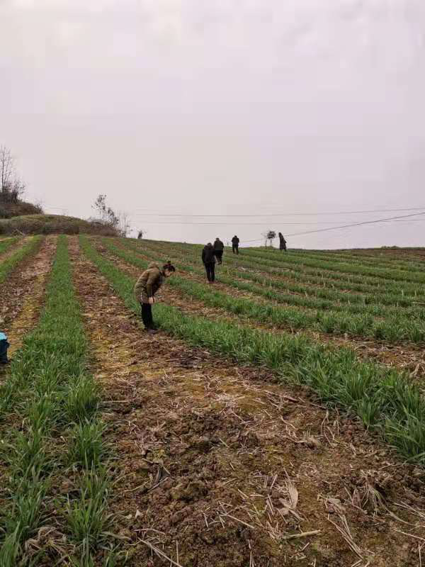 夺小麦丰收，达川区植保植检站在行动(图2)